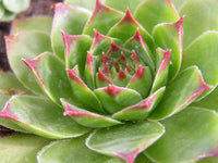 Green Sempervivum Plant Seeds for Planting - 100 pcs