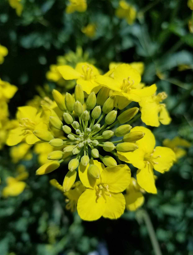 Canola Oil Flower Seeds Heirloom Non GMO Planting - 100 pcs