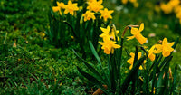 Narcissus Flower Seeds Thick Yellow for Planting, NON GMO Seeds