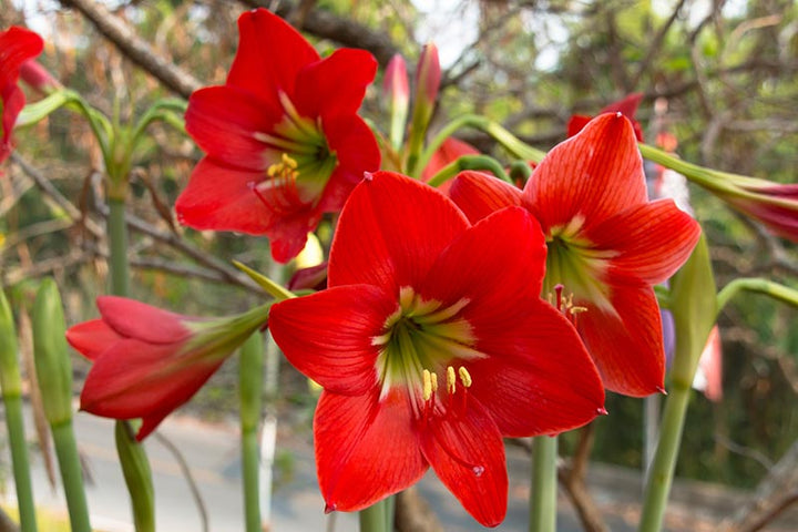 Hippeastrum Flower Seeds for Planting, Green Red, NON GMO Seeds