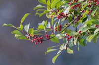 Red Ilex Opaca Plant Seeds - A Hardy and Ornamental Shrub for Your Landscape 100 Pcs pcs