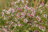 Aster Lateriflorus Flower Seeds – Heirloom, Non-GMO Flower Seeds for Planting