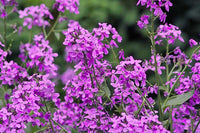 Heirloom Non-GMO Fuchsia Dames Rocket Flower Seeds for Planting – Fragrant Pollinator-Friendly Garden Blooms