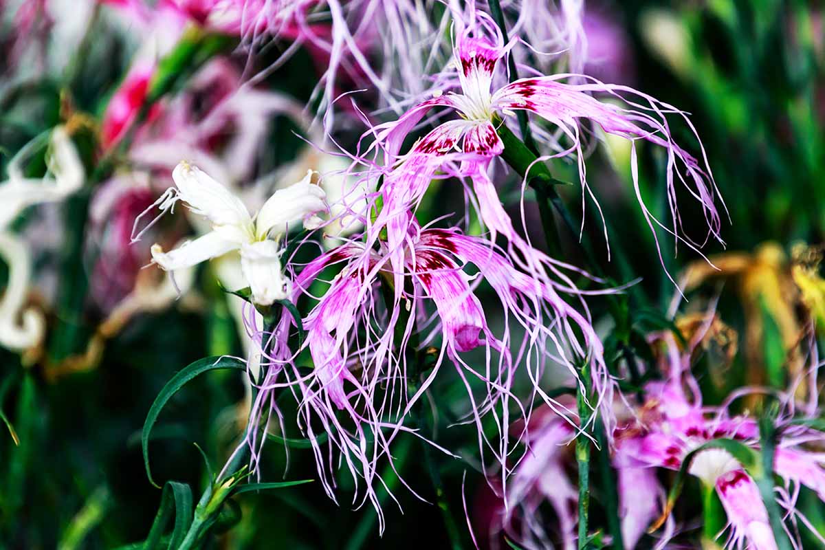 Heirloom Dianthus Spooky Seeds – Non-GMO Flower Seeds for Planting