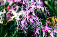 Heirloom Dianthus Spooky Seeds – Non-GMO Flower Seeds for Planting