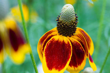 Heirloom Non-GMO Mexican Hat Flower Seeds for Planting – Drought-Tolerant Wildflower Blooms - Non-GMO for planting in home garden