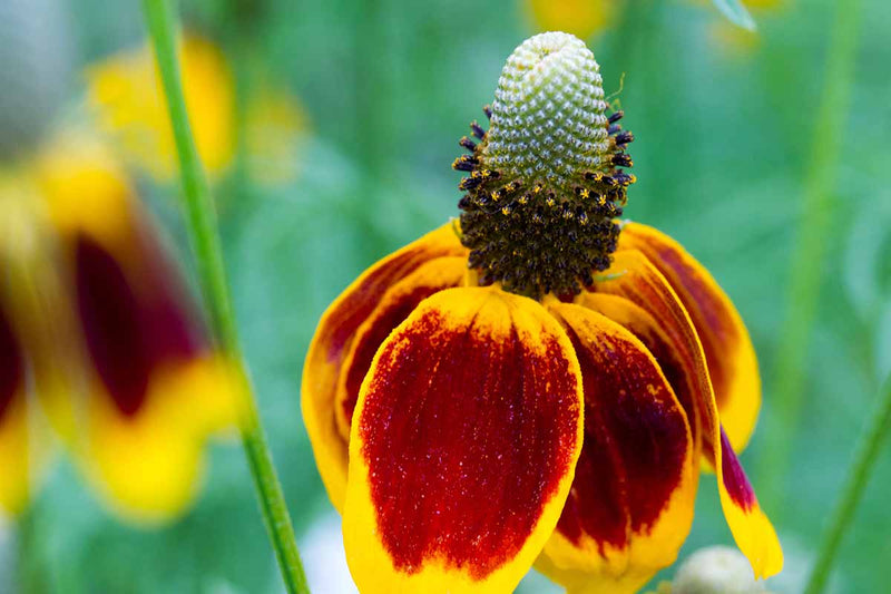 Heirloom Non-GMO Mexican Hat Flower Seeds for Planting – Drought-Tolerant Wildflower Blooms - Non-GMO for planting in home garden