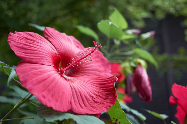 Heirloom Non-GMO Thick Pink Hibiscus Flower Seeds ƒ?? Lush Tropical Blooms for Garden Planting