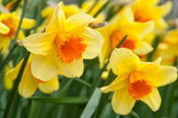 Yellow Daffodils Flower Seeds for Planting – Non-GMO, Heirloom, Spring Blooms
