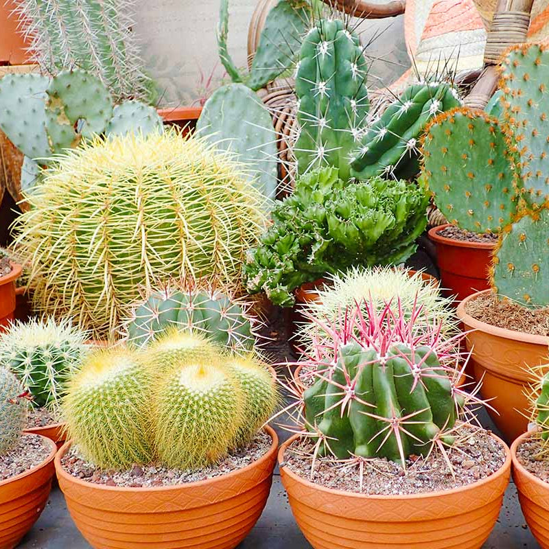 Heirloom Samen Kakteen Plant Seeds, Non-GMO, Rare Cactus Variety for Indoor or Desert Gardens