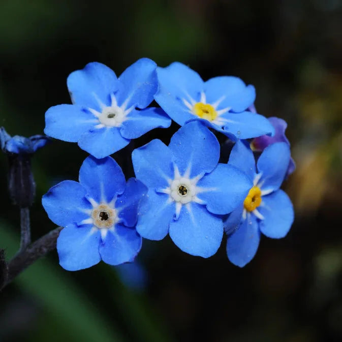 Heirloom Blue Alpine Forget-Me-Not Flower Seeds for Planting, Myosotis Alpestris, Non-GMO