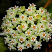 Green White Hoya Flower Seeds Light Green for Planting, NON GMO Seeds