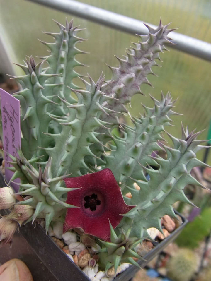 Huernia Keniensis Flower Seeds for Planting, NON GMO Seeds