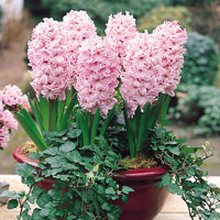 Baby Pink Hyacinth Flower Seeds for Planting - NON GMO Seeds