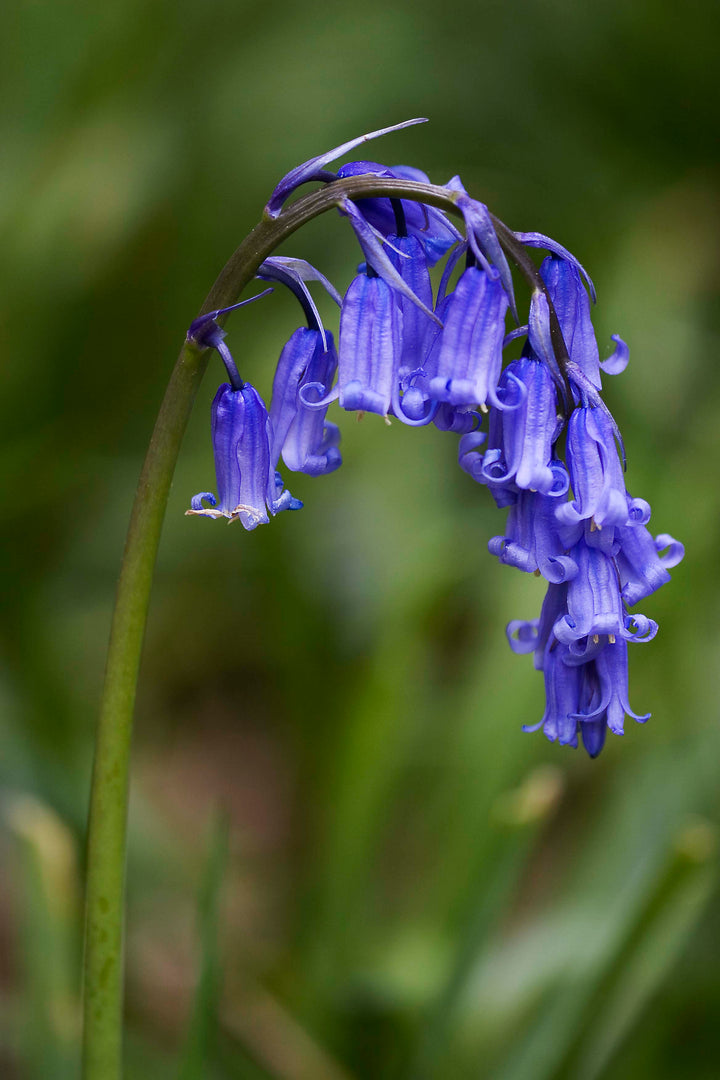 Heirloom English Bell Flower Seeds, Non-GMO Delicate Blooms for Planting