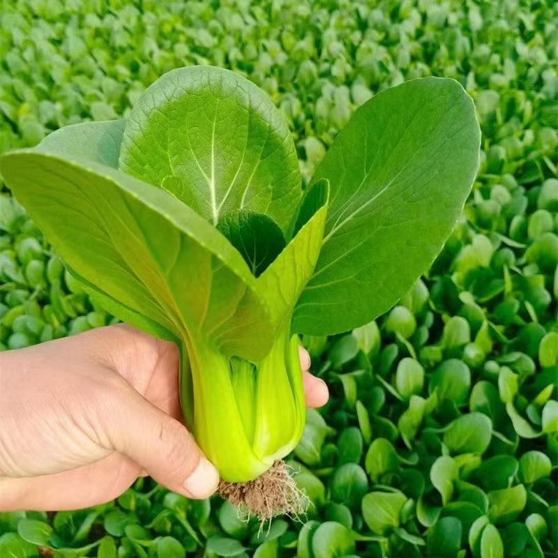 Dwarf Pak Choi Vegetable Seeds for Planting heirloom & Non-GMO Seeds