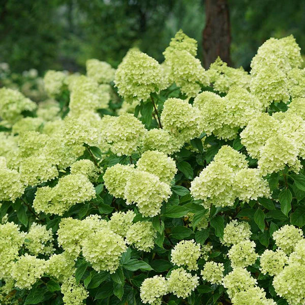 Little Lime Hydrangea Flower Seeds for Planting, NON GMO Seeds