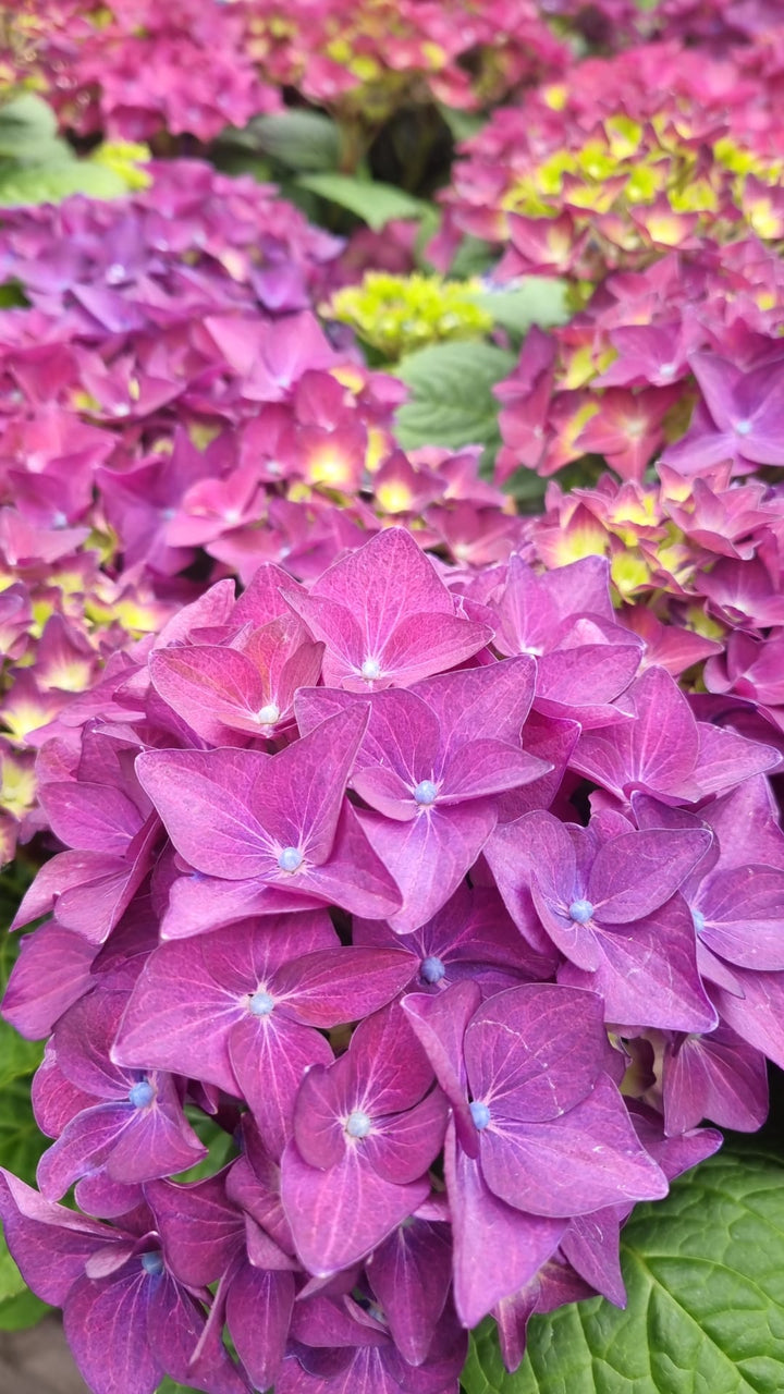 Hydrangea Flower Seeds Purple for Planting, NON GMO Seeds