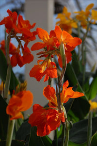 Canna Lily plants adding height and color to an outdoor landscape border

