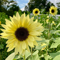 Light Yellow Sunflower Seeds – Heirloom, Non-GMO Flower Seeds for Planting Bright Blooms