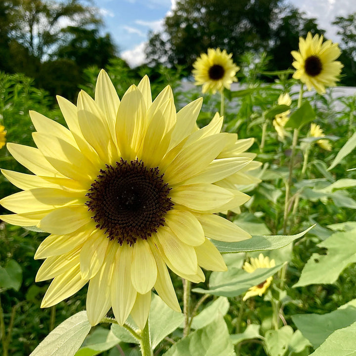 Light Yellow Sunflower Seeds – Heirloom, Non-GMO Flower Seeds for Planting Bright Blooms