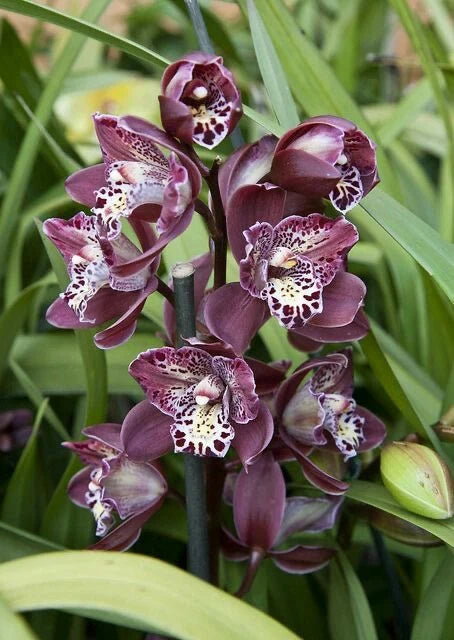 Cymbidium orchid perennial flower plant