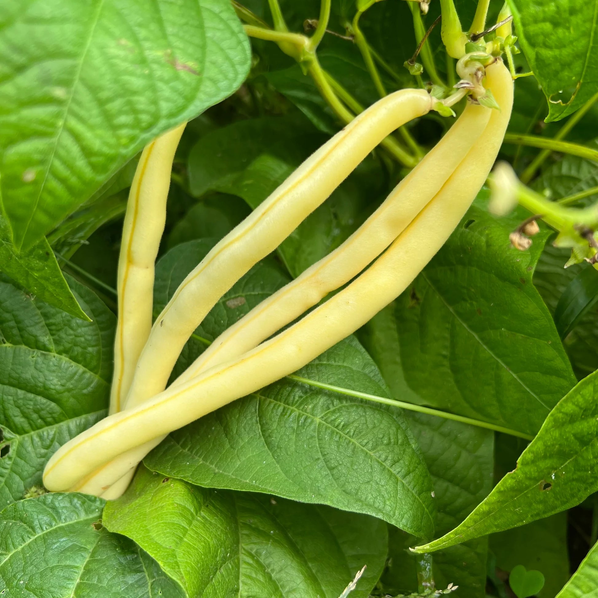 Organic Gold Rush Bean Seeds for Planting heirloom & Non-GMO Seeds