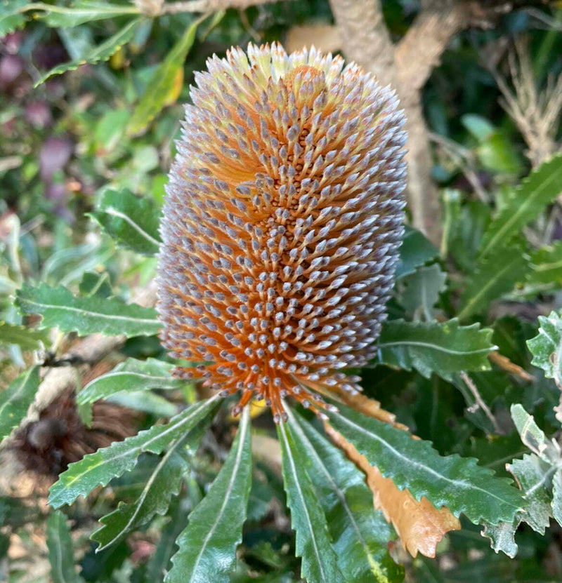 Banksia Plant Seeds, Heirloom, Non-GMO Seeds for Planting - Plant for planting in home garden