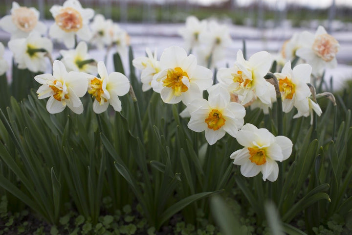 Narcissus Tazetta Flower Seed for Planting 100 pcs