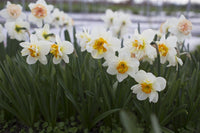 Narcissus Tazetta Flower Seed for Planting 100 pcs
