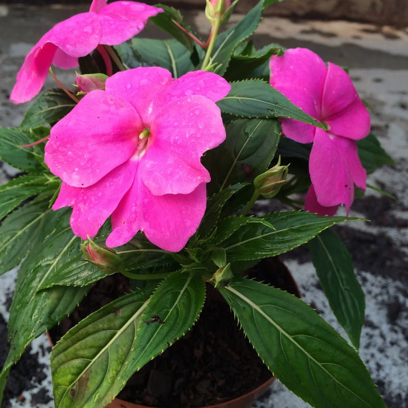Heirloom Non-GMO Impatiens Flower Seeds for Planting – Shade-Loving Blooms for Vibrant Garden Beds