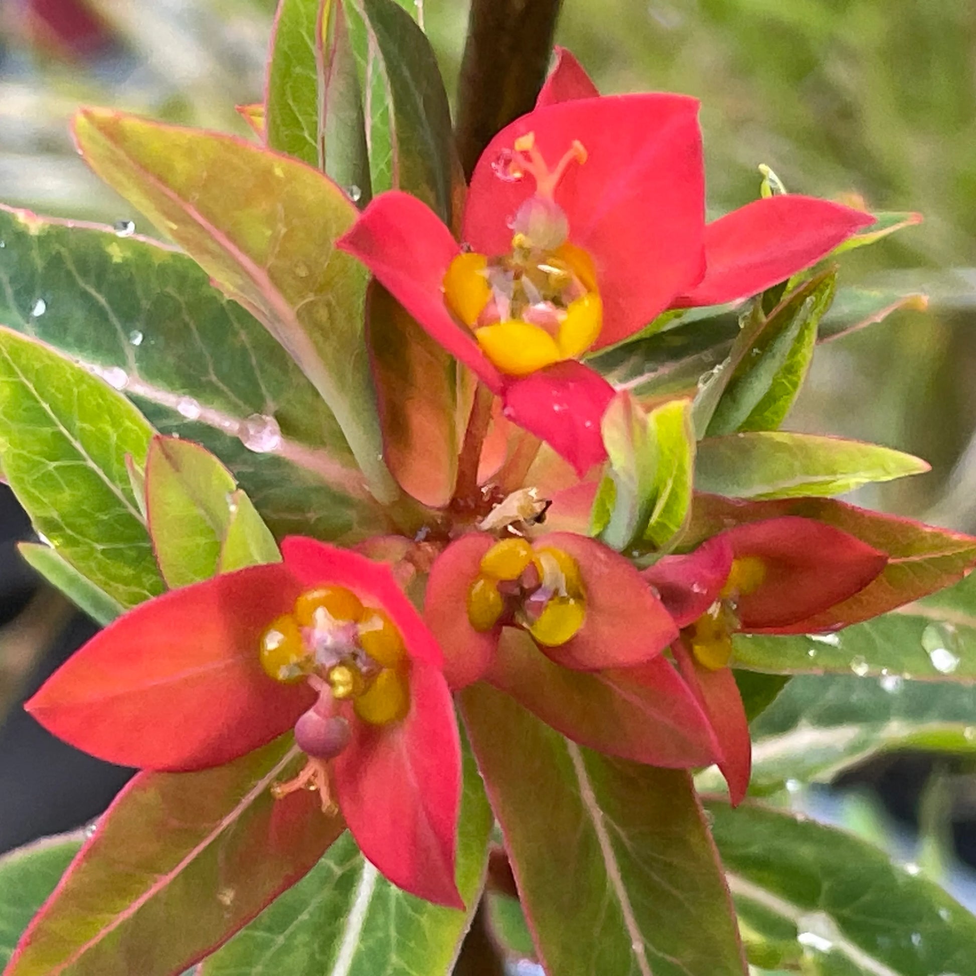 Red Euphorbia Griffithii Flower Seeds for Planting - NON GMO Seeds