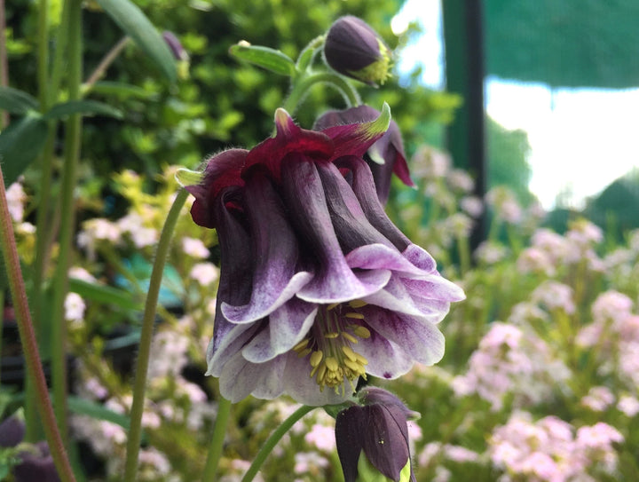 Heirloom Non-GMO Aquilegia Columbine Flower Seeds for Planting – Elegant Perennial Garden Blooms