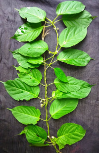 Heirloom Gymnema Inodorum Plant Seeds, Non-GMO Medicinal Herb Seeds for Garden Planting for planting in home garden