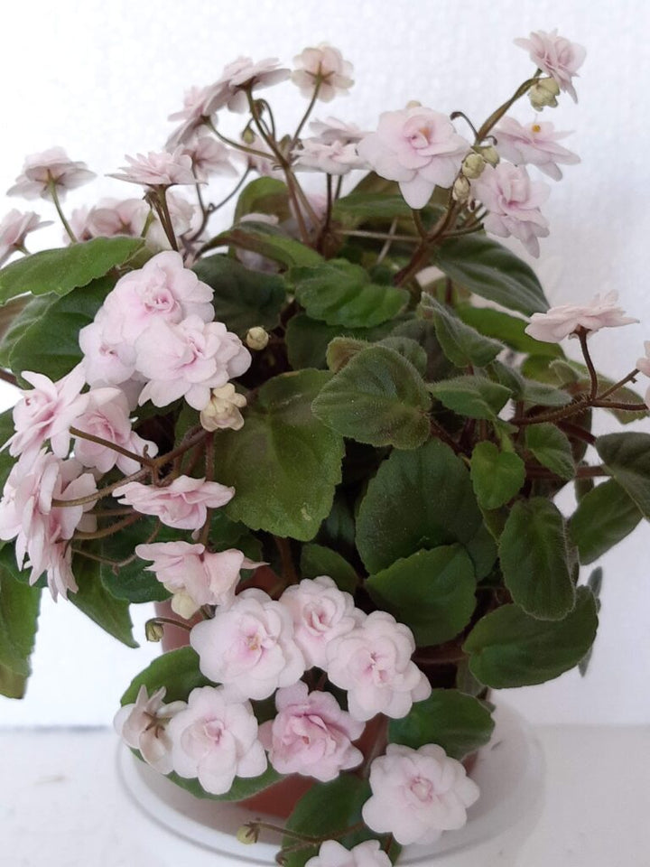 Organic Light Pink African Violet Flower Seeds for Planting – Heirloom, Non-GMO