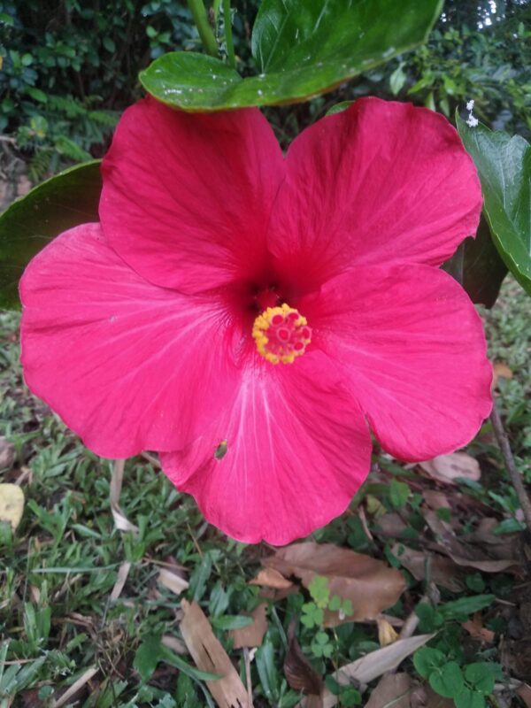 Giant Hibiscus Flower Seeds – Heirloom, Non-GMO Seeds for Planting