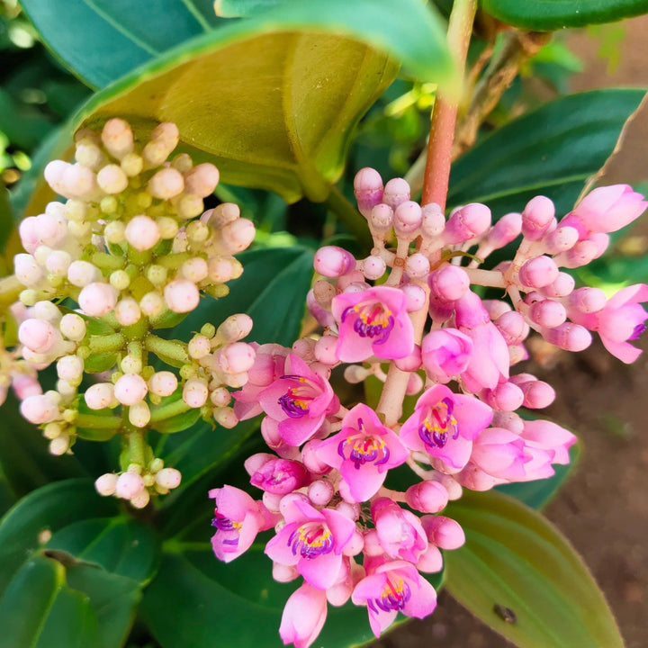 Medinilla Flower Seeds for Planting, Pink Variety, 100 pcs
