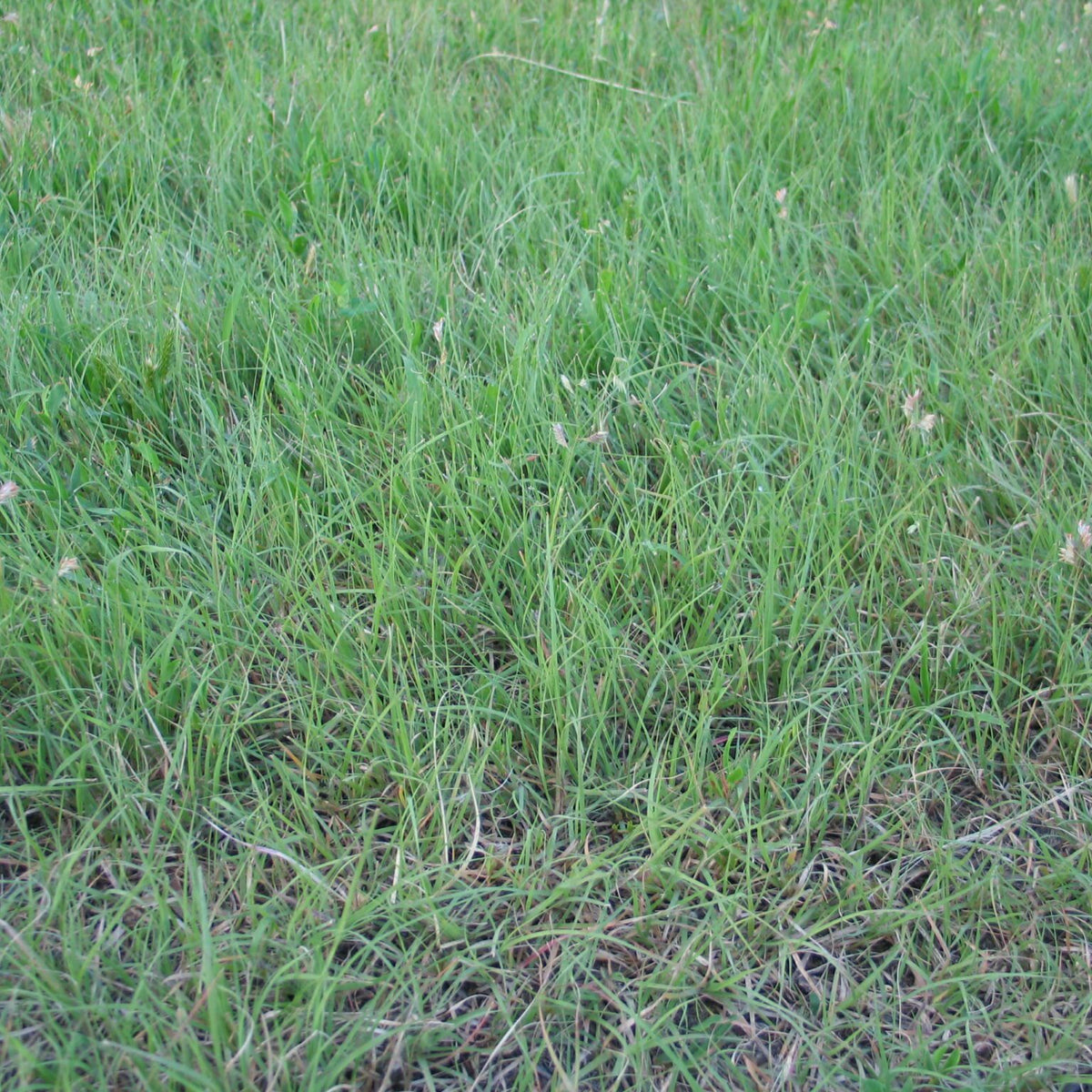 Sundance Buffalo Grass Seed - Drought-Resistant, Low-Maintenance Lawn Solution