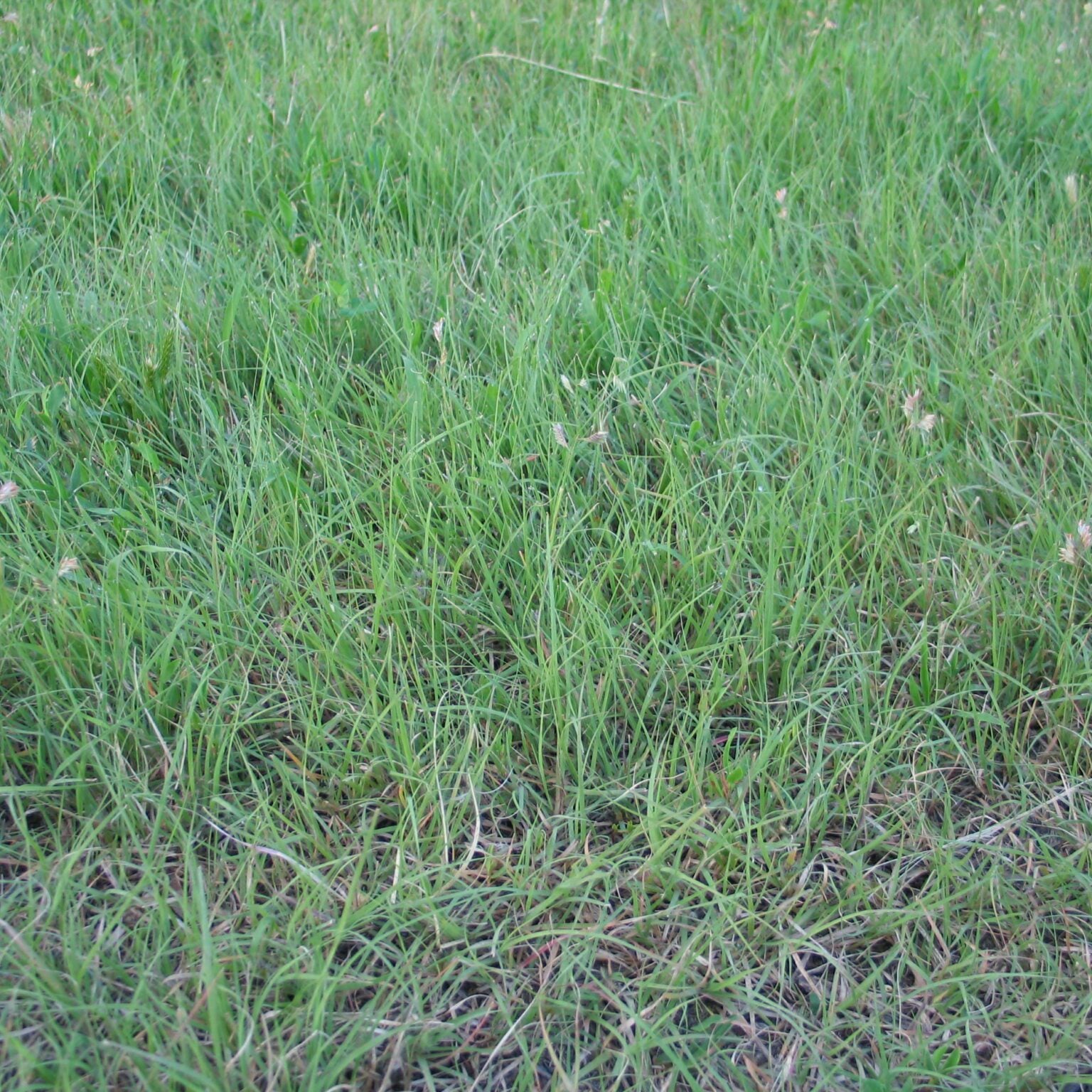 Sundance Buffalo Grass Seed - Drought-Resistant, Low-Maintenance Lawn Solution