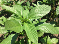 Egyptian Spinach Seeds for Garden Beds, Raised Beds, Containers & Outdoor Growing