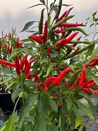 Thai Dragon Chili Pepper Seeds