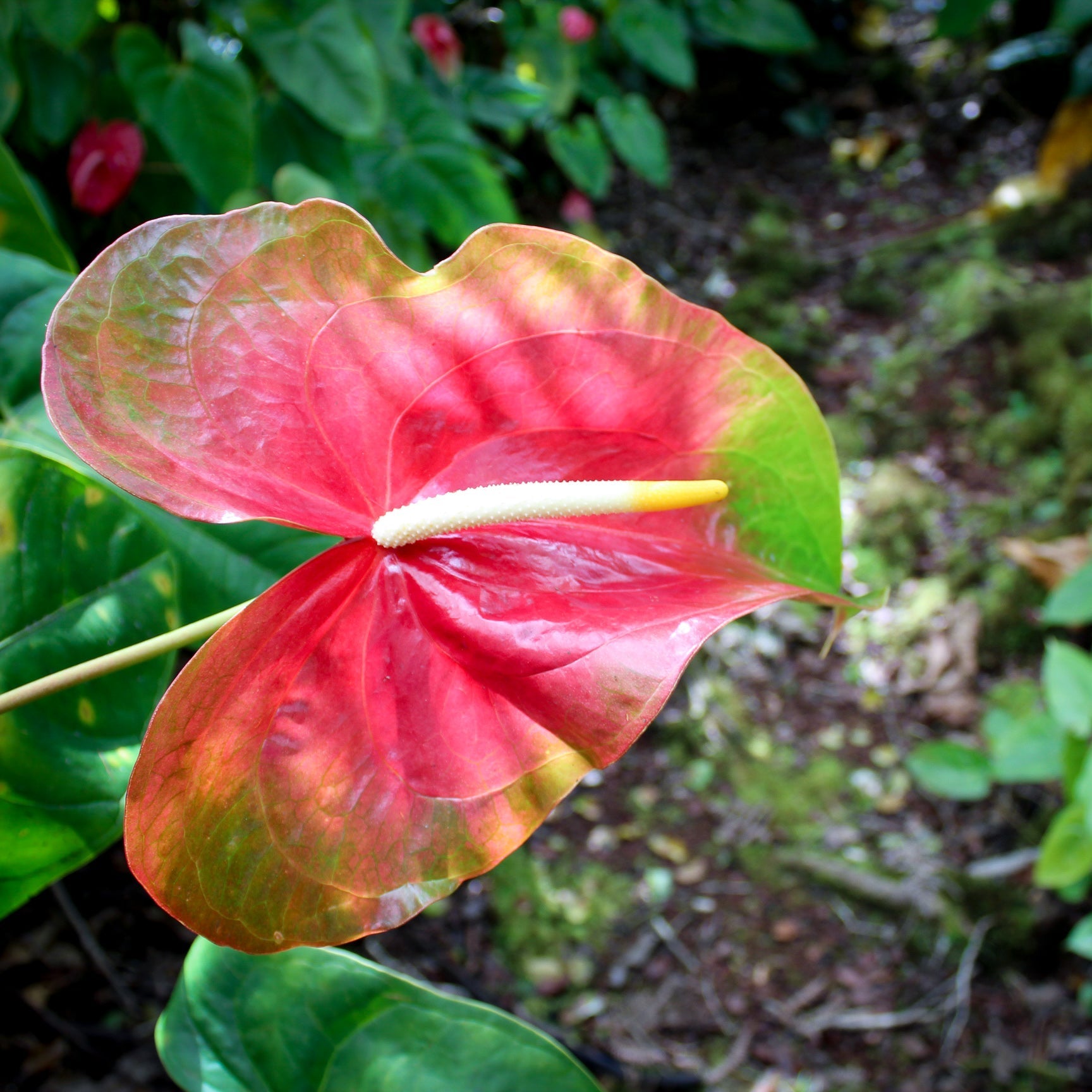 Red (Red scientific name) for planting in garden