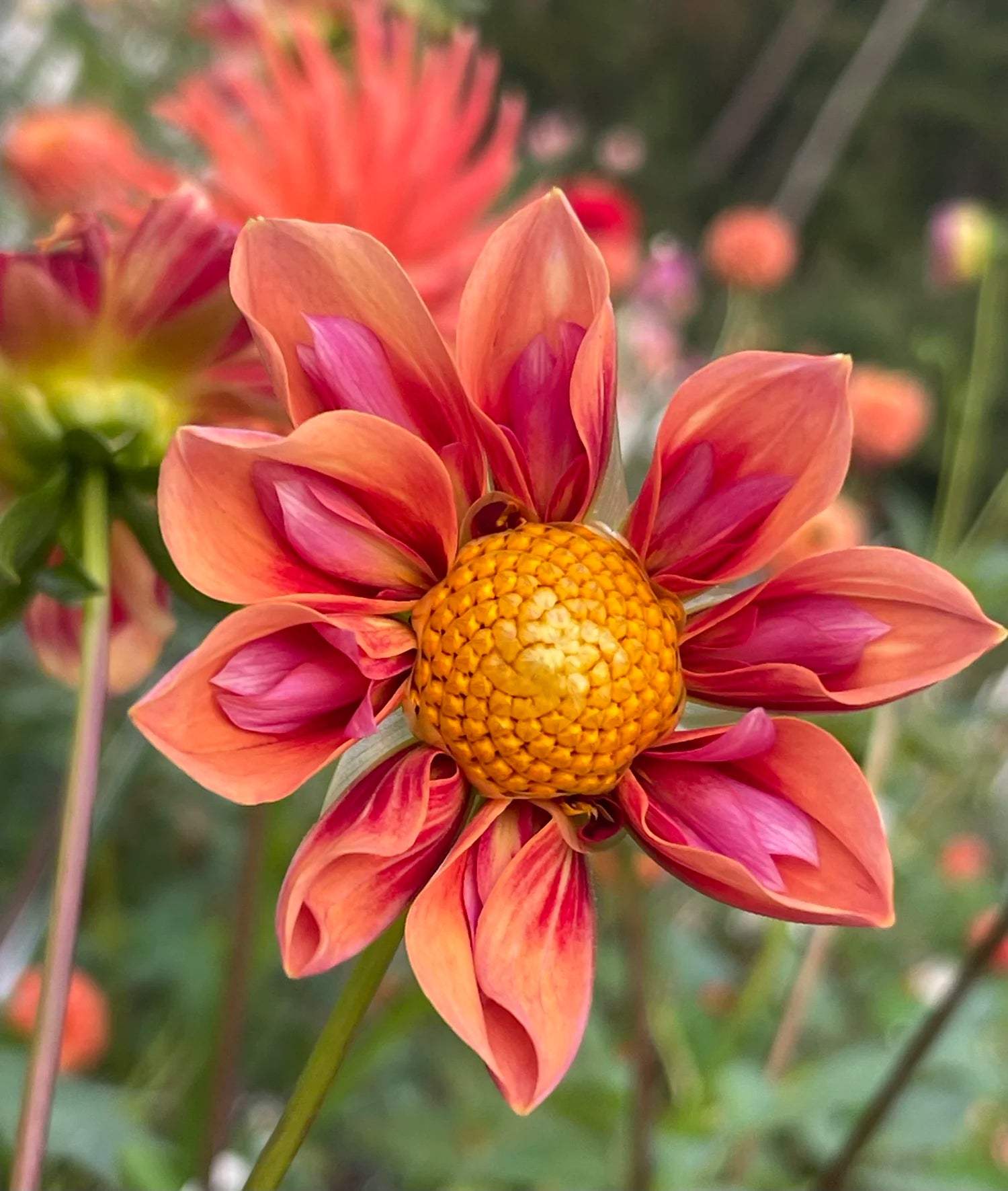 Dahlia 'Orange Hype' Collarette Flower Seeds for Planting – Heirloom and Non-GMO Garden Seeds