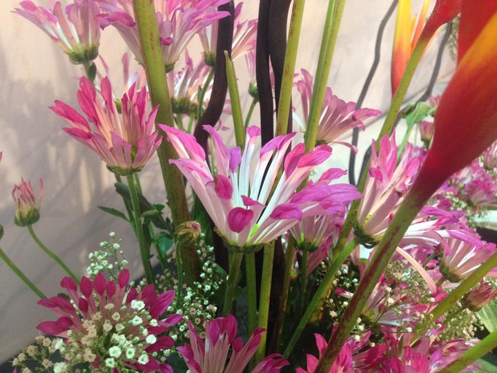 Pink Spoon Mum Flower Seeds for Planting, NON GMO Seeds