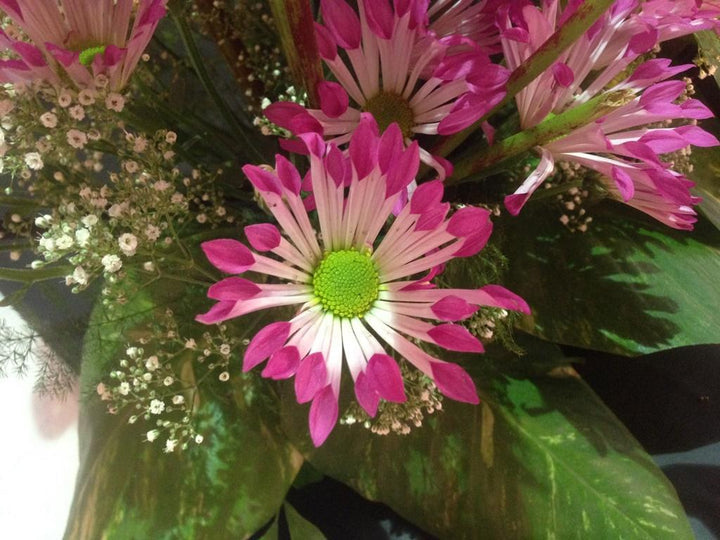 Pink Spoon Mum Flower Seeds for Planting, NON GMO Seeds