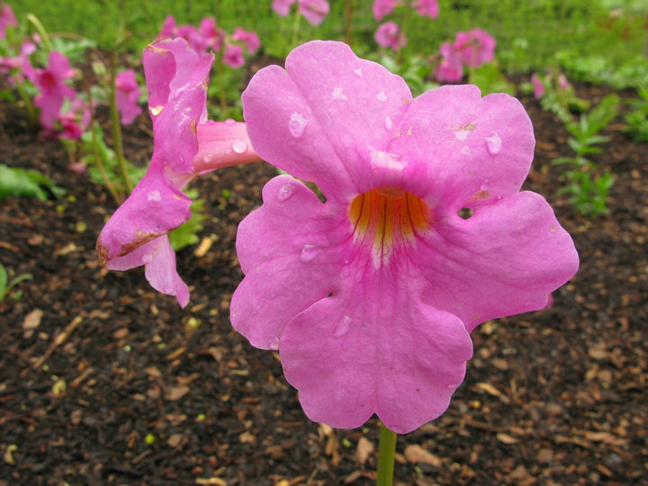 Hardy Gloxinia Flower Seeds – Heirloom Non-GMO Resilient Blooms for Garden and Container Planting