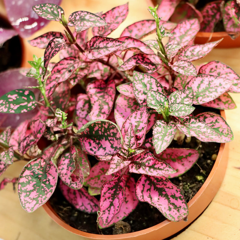 Heirloom Non-GMO Red Hypoestes Plant Seeds for Colorful Foliage and Indoor Garden Decor