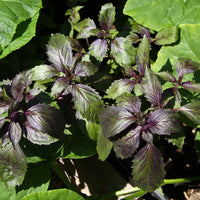 Corsican Basil Herb Seeds