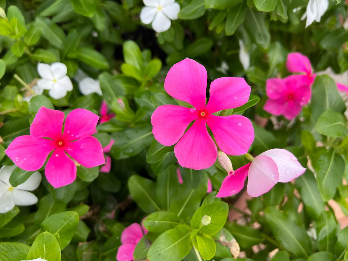 Catharanthus Flower Seeds Heirloom Non GMO Planting - 100 pcs