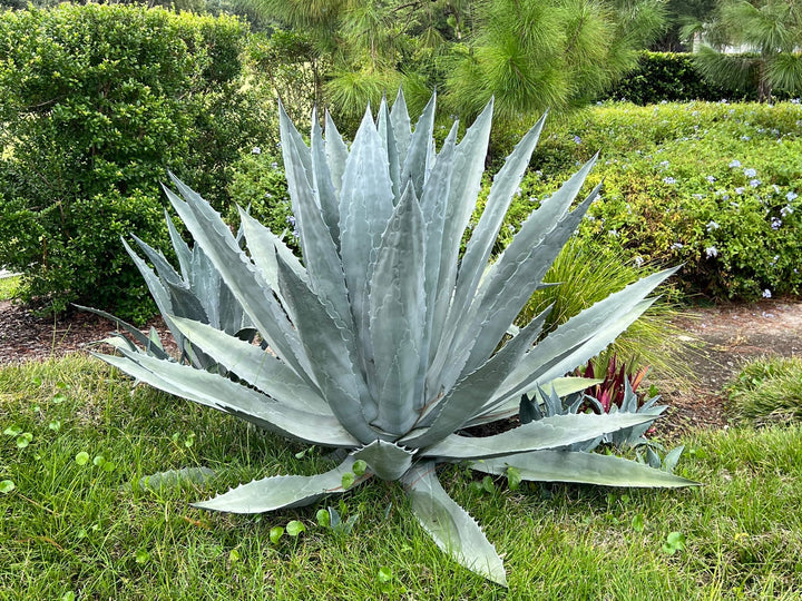 Mixed Agave Plant Seeds for Planting - 100 pcs